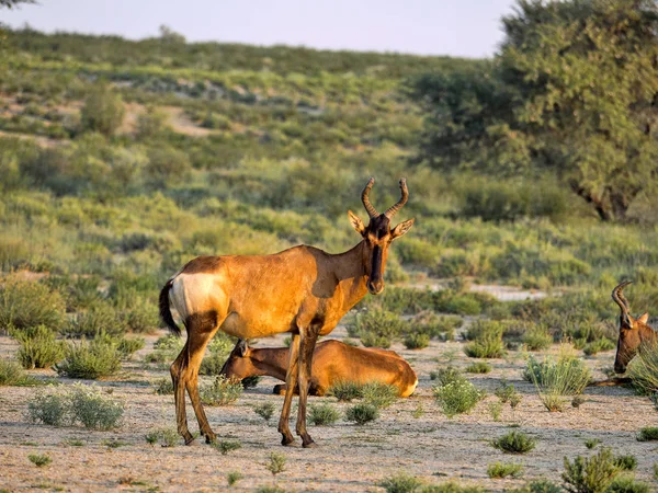 Red Hartebeest Alcelaphus Buselaphus Caama Capim Alto Kalahari África Sul — Fotografia de Stock