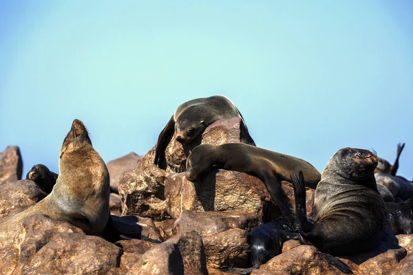 Magnífica Colonia Brown Fur Seal Arctocephalus Pusillus Cape Cross Namibia — Foto de Stock