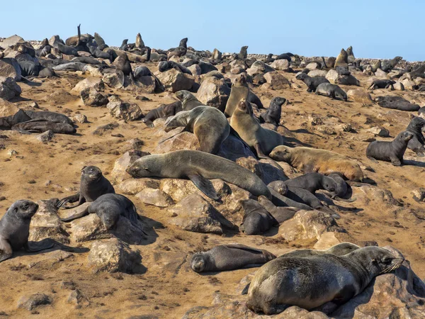 Magnífica Colonia Brown Fur Seal Arctocephalus Pusillus Cape Cross Namibia — Foto de Stock