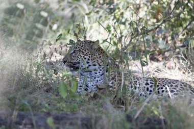 Moremi Milli Parkı, Botsvana büyüklüğü Güney Afrika leopar doğada, Panthera pardus shortridgei, bkz.