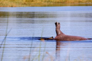 Moremi Milli Parkı, Botswana'da bir havuzda oynarken su aygırı, su aygırı amphibius,