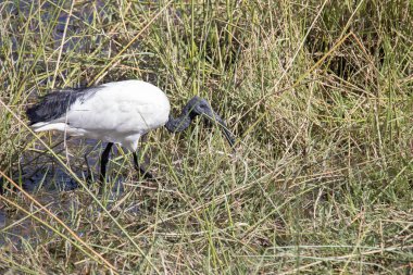 Afrika kutsal aynağı, Threskiornis aethiopicus, gıda bataklık Moremi Milli Parkı, Botsvana için arıyorsunuz