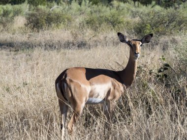 Impala, Aepyceros melampus, Moremi Milli Parkı, Botsvana