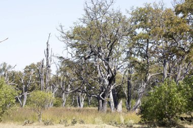 Ölü Orman, Moremi Milli Parkı, Botsvana