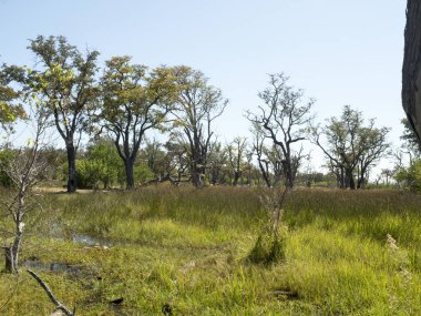 Manzara Moremi Milli Parkı, Botsvana