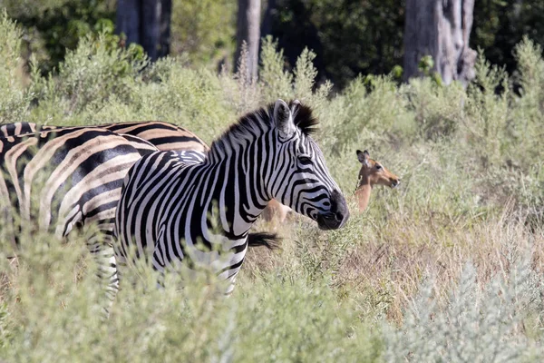 Zebra Damara Equus Burchelli Antiquorum Grama Alta Moremi National Park — Fotografia de Stock