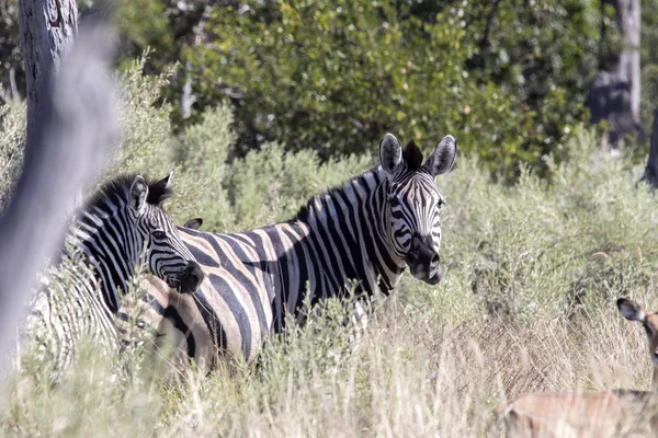 Zebra Damara Equus Burchelli Antiquorum Grama Alta Moremi National Park — Fotografia de Stock