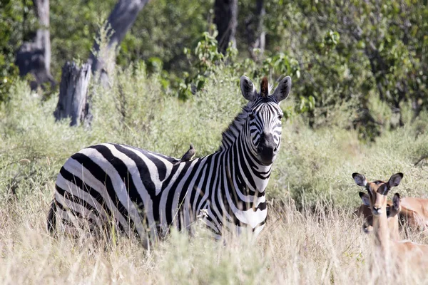 Zebra Damara Equus Burchelli Antiquorum Grama Alta Moremi National Park — Fotografia de Stock