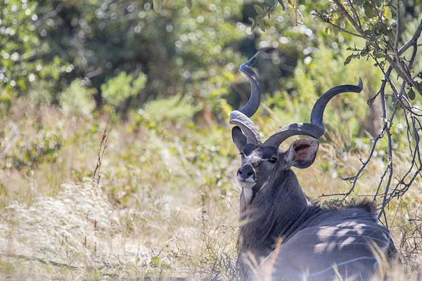 Mentiroso Macho Gran Kudu Tragelaphus Strepsiceros Parque Nacional Moremi Botswana —  Fotos de Stock