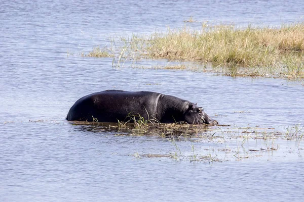 Hipopotam Nilowy Hippopotamus Amphibius Parku Narodowego Jeziora Moremi Botswana — Zdjęcie stockowe