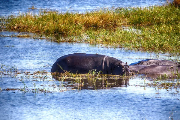 Hippopotame Hippopotame Amphibie Dans Parc National Lac Moremi Botswana — Photo