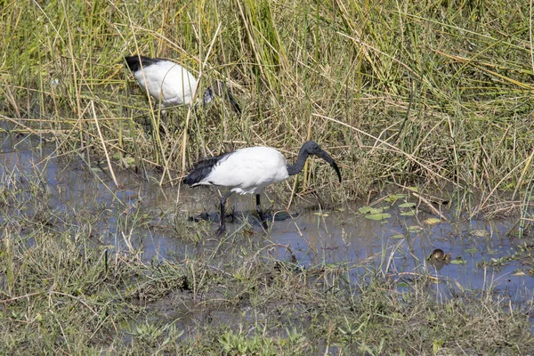 非洲神圣宜必思 Threskiornis Aethiopicus 寻找食物在沼泽莫瑞米动物保护区国家公园 博茨瓦纳 — 图库照片