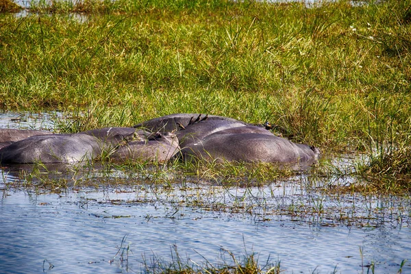 Nijlpaard Hippopotamus Amphibius Het Nationaal Park Lake Moremi Botswana — Stockfoto