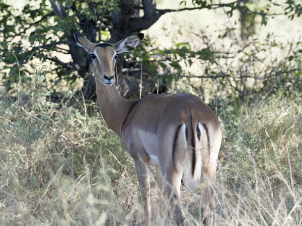 Impala Aepyceros Melampus Moremi National Park Botswana — Stock Photo, Image
