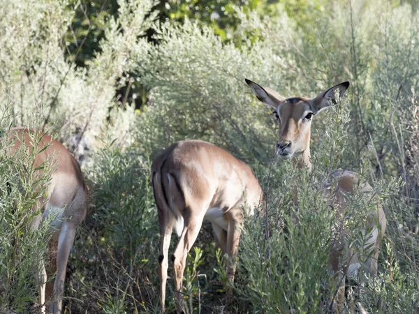 Impala, Aepyceros melampus, in de Moremi Nationaalpark, Botswana — Stockfoto