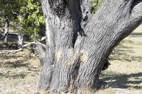 Heces Hipopotales Tronco Arbolmoremi National Park Botswana — Foto de Stock