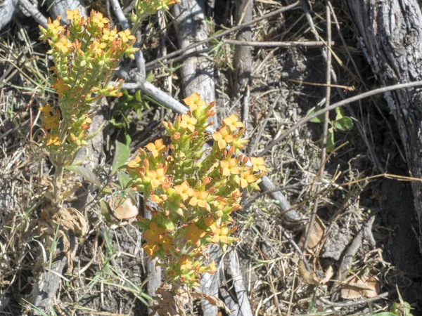 Yellow bush flowers, Moremi National Park, Botswana
