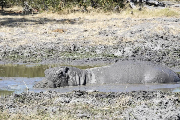 Hippopotame Mâle Hippopotame Amphibie Recouvert Boue Parc National Moremi Botswana — Photo