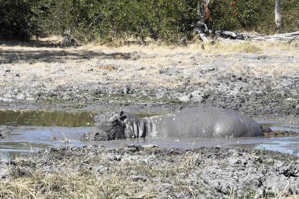 Mannelijk Nijlpaard Hippopotamus Amphibius Bedekt Met Modder Moremi Nationaal Park — Stockfoto