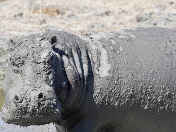 Hippopótamo Macho Hippopótamo Anfíbio Coberto Lama Parque Nacional Moremi Botsuana — Fotografia de Stock