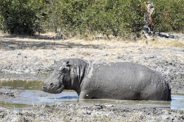 Hippopotame Mâle Hippopotame Amphibie Recouvert Boue Parc National Moremi Botswana — Photo