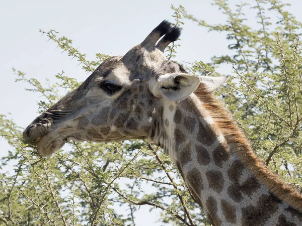 Πορτρέτο Της Νότιας Αφρικής Καμηλοπάρδαλη Giraffa Giraffa Giraffa Εθνικό Πάρκο — Φωτογραφία Αρχείου