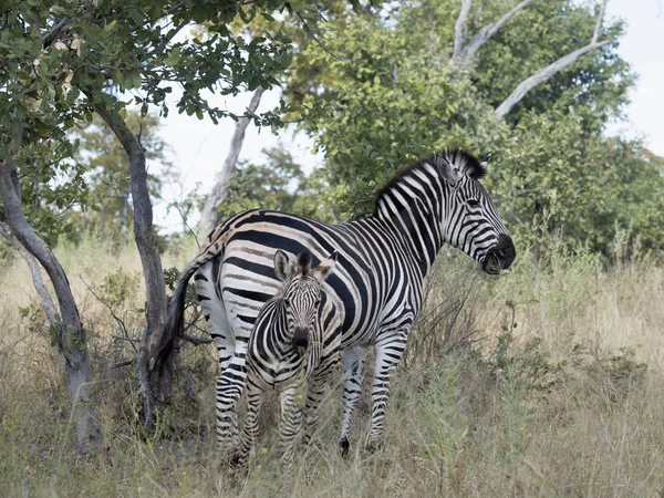 Zebra Damara Equus Burchelli Antiquorum Grama Alta Moremi National Park — Fotografia de Stock