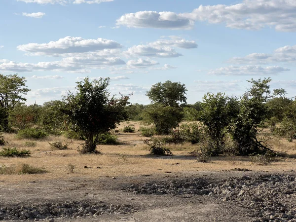 Landscape Moremi National Park Botswana — Stock Photo, Image