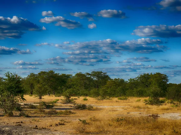 Paisaje Parque Nacional Moremi Botswana —  Fotos de Stock