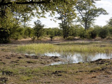 Moremi Milli Parkı, Botswana'da sular altında peyzaj