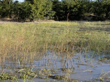 Moremi Milli Parkı, Botswana'da sular altında peyzaj