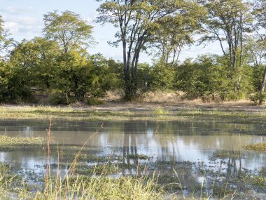 Moremi Milli Parkı, Botswana'da sular altında peyzaj