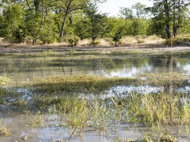 Moremi Milli Parkı, Botswana'da sular altında peyzaj