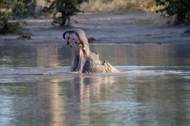 Kızgın büyük su aygırı, su aygırı amphibius, bölge, Moremi Milli Parkı, Botswana'da savunur