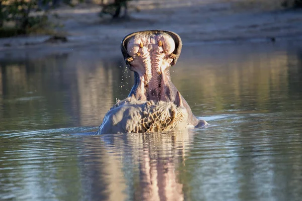 Θυμωμένος Μεγάλος Ιπποπόταμος Amphibius Hippopotamus Υπερασπίζεται Έδαφος Εθνικό Πάρκο Moremi — Φωτογραφία Αρχείου