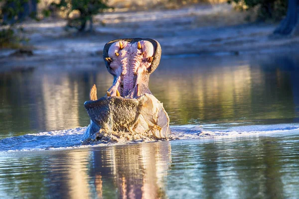 愤怒的大河马 Amphibius 保卫领土 在莫瑞米动物保护区国家公园 博茨瓦纳 — 图库照片