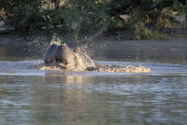 Boos Grote Nijlpaard Hippopotamus Amphibius Verdedigt Het Grondgebied Moremi Nationaalpark — Stockfoto