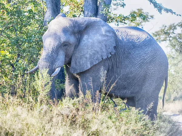 Afrikanischer Elefant Loxodonta Africana Moremi Nationalpark Botswana — Stockfoto