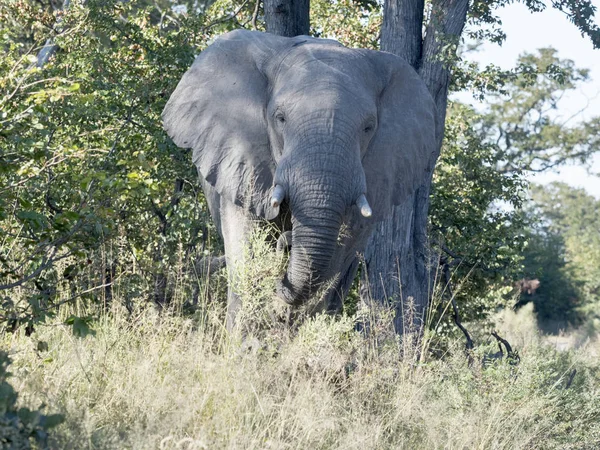 Αφρικανικός Ελέφαντας Loxodonta Africana Εθνικό Πάρκο Moremi Μποτσουάνα — Φωτογραφία Αρχείου