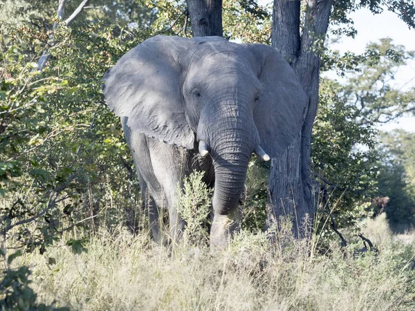 Afrikanischer Elefant Loxodonta Africana Moremi Nationalpark Botswana — Stockfoto