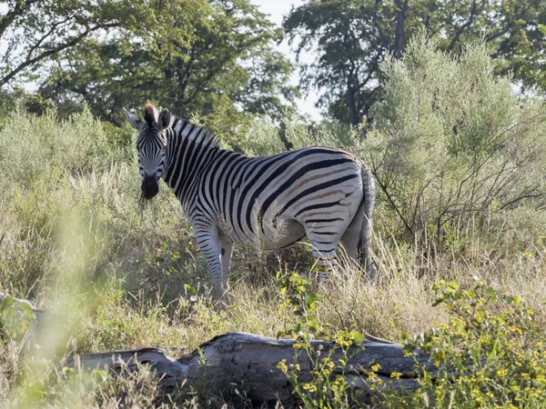 Damara Zebra Equus Burchelli Antiquorum Dans Parc National Moremi Botswana — Photo