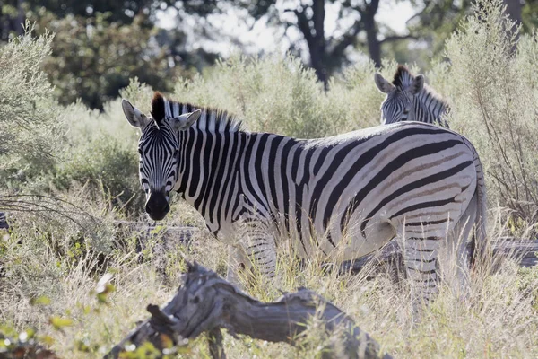 Alárió Zebra Equus Burchelli Antiquorumot Magas Fűben Moremi Nemzeti Park — Stock Fotó