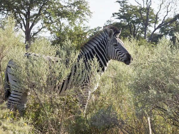 Zebra Damara Equus Burchelli Antiquorum Grama Alta Moremi National Park — Fotografia de Stock