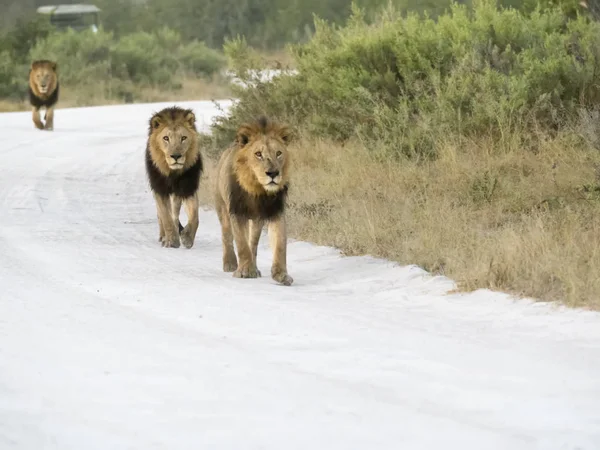 Leão Africano Sudoeste Panthera Leo Bleyenberghi Beira Parque Nacional Moremi — Fotografia de Stock