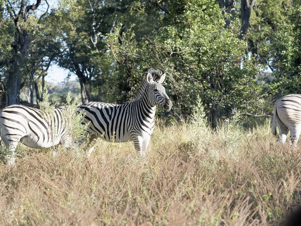 Zebra Damara Equus Burchelli Antiquorum Grama Alta Moremi National Park — Fotografia de Stock