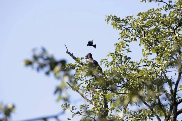 Rokonai Különféle Kígyászölyvek Ecaudatus Bateleur Sas Moremi Nemzeti Park Botswana — Stock Fotó