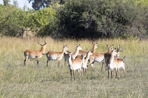 Lechwe Del Sur Kobus Leche Parque Nacional Moremi Botswana — Foto de Stock
