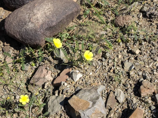 Petites Fleurs Printemps Namibie Centrale — Photo