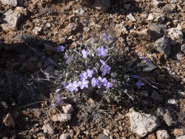 Baharda küçük çiçekler merkezi Namibya.