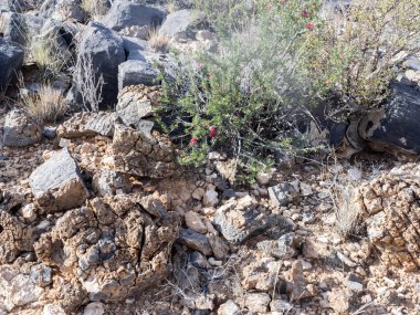 Baharda küçük çiçekler merkezi Namibya.